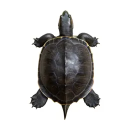 Smooth softshell