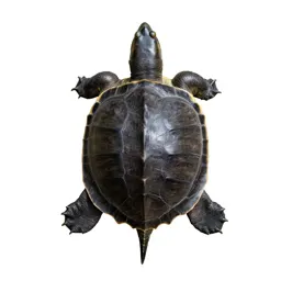 Snapping turtle