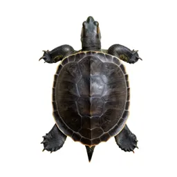 Soft-shelled turtle