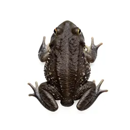 Southern spadefoot