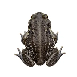 Southwestern toad
