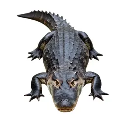 Spectacled caiman
