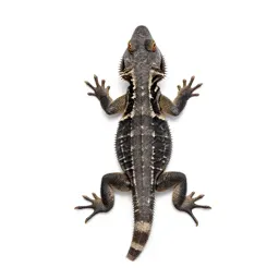 Spiny lizard