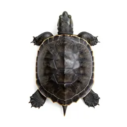 Spiny softshell