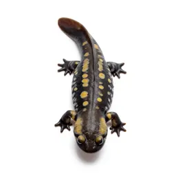 Spotted salamander