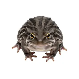 Spring peeper