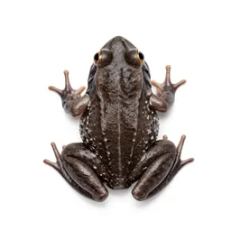 Tailed frog