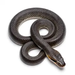 Taipan