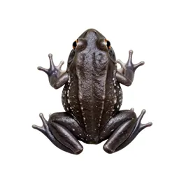 Tarahumara frog
