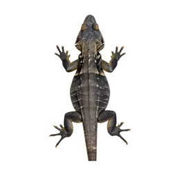 Teiid lizard
