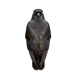 Teju