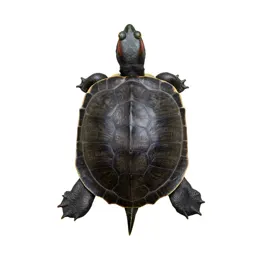 Terrapin
