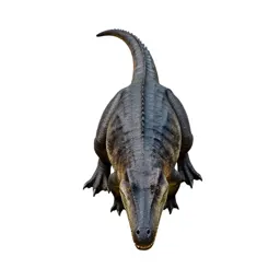 Thecodont