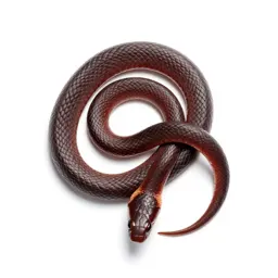 Thunder snake
