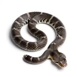 Tiger rattlesnake