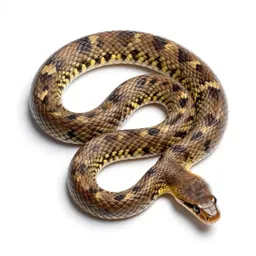 Tiger snake