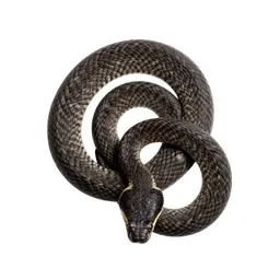 Timber rattlesnake