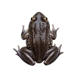 Tongueless frog