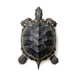 Tortoise