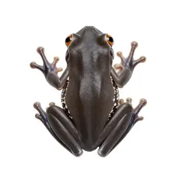 Tree frog