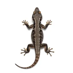 Tree lizard