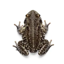 Tree toad