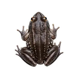 True frog