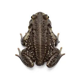 True toad