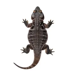 Tuatara