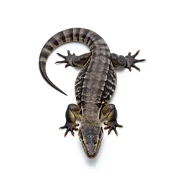 Venomous lizard