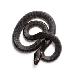Vine snake