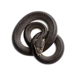 Viper