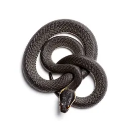 Viperine grass snake