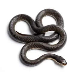 Water snake