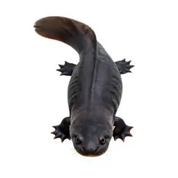 Waterdog