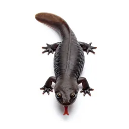 Web-toed salamander