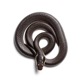 Western blind snake