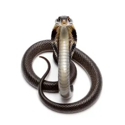 Western coral snake