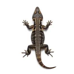 Western fence lizard