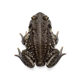 Western narrow-mouthed toad