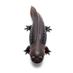 Western red-backed salamander