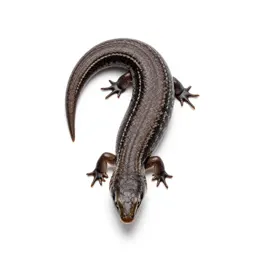 Western skink