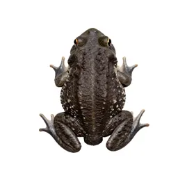 Western spadefoot