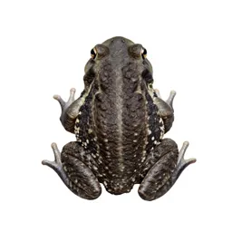 Western toad