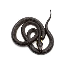 Whip-snake