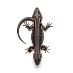 Whiptail