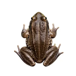 Wood-frog