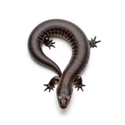 Worm lizard