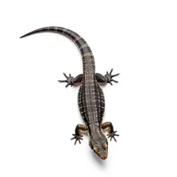 Zebra-tailed lizard