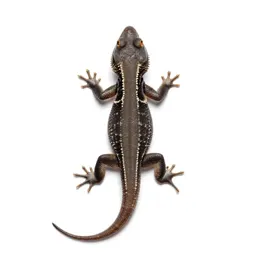 Agama